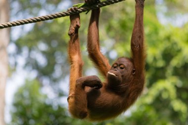 Vahşi bir orangutanın inanılmaz yakın çekimi.