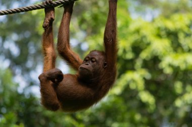 Vahşi bir orangutanın inanılmaz yakın çekimi.