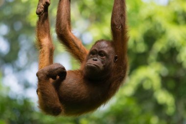 Vahşi bir orangutanın inanılmaz yakın çekimi.