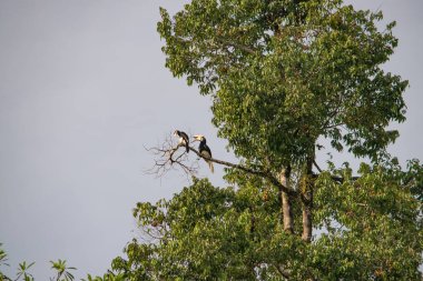 İki vahşi oryantal boynuz gagasının inanılmaz yakın çekimi, erkek ve dişi.