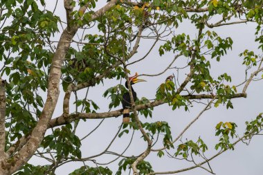 Ağaçtaki vahşi gergedan boynuzunun inanılmaz yakın çekimi.