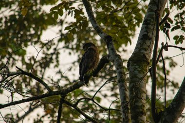 Vahşi ibikli bir yılan kartalın ormanda bir ağaçtaki görüntüsü.