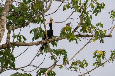 Ağaçtaki vahşi gergedan boynuzunun inanılmaz yakın çekimi.