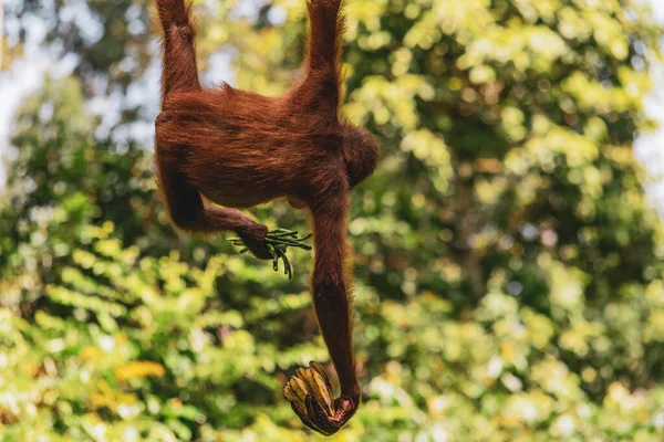 Niesamowite Zbliżenie Dzikiego Dziecka Orangutan — Zdjęcie stockowe