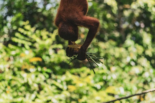 Amazing Closeup Wild Baby Orang Utan — Stock Photo, Image