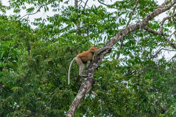 Incredibile Primo Piano Una Scimmia Proboscide Selvaggia Nella Giungla — Foto Stock