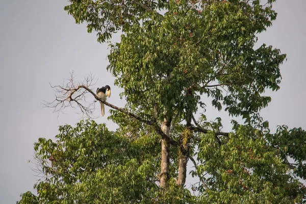 Verbazingwekkende Close Van Twee Wilde Oosterse Pied Neushoornvogels Man Vrouw — Stockfoto