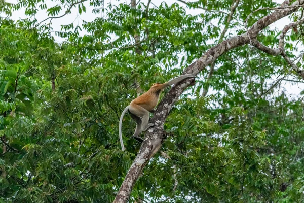 Increíble Primer Plano Mono Probóscis Salvaje Selva —  Fotos de Stock