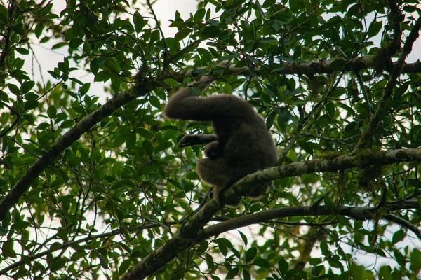 Eine Erstaunliche Nahaufnahme Eines Seltenen Wilden Borneanischen Gibbon Weibchens Mit — Stockfoto
