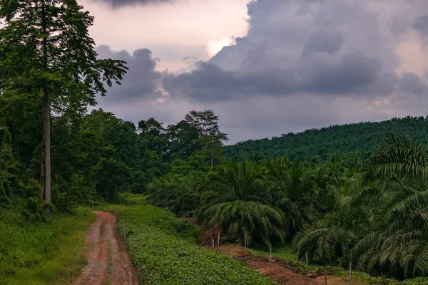 stock image Amazing view of an oil palm plantation and the adjacent rainforest. Very meaningful image