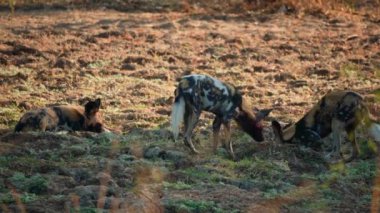 Afrika bozkırlarında vahşi bir köpek sürüsünün inanılmaz yakın çekimi.