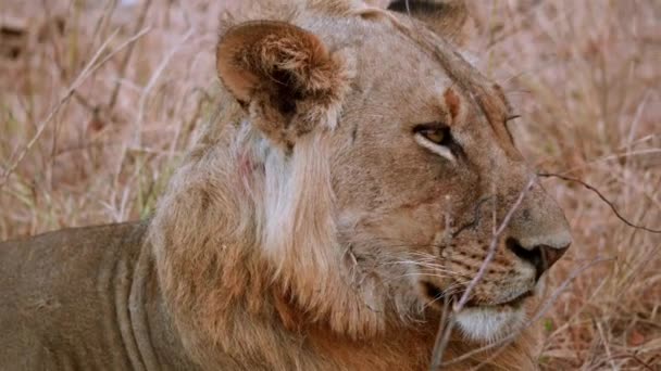Niesamowite Zbliżenie Dzikiego Lwa Spoczywającego Prawdziwej Afrykańskiej Sawannie — Wideo stockowe