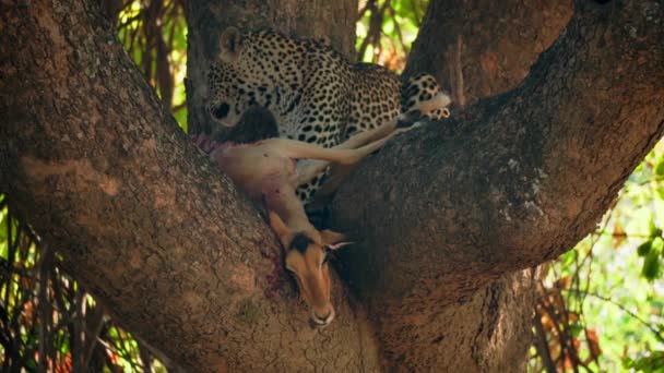 Hihetetlen Közelkép Egy Gyönyörű Vadon Élő Leopárdról Aki Impalát Eszik — Stock videók