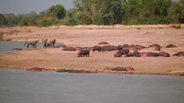 Fantastisk Närbild Stora Flockar Flodhästar Och Elefanter Flodstrand — Stockvideo