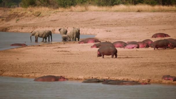 川岸のヒッポスとゾウの大きな群れの驚くべきクローズアップ — ストック動画