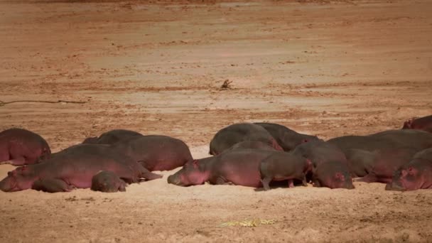 Verbazingwekkende Close Van Een Grote Kudde Afrikaanse Nijlpaarden Een Rivieroever — Stockvideo