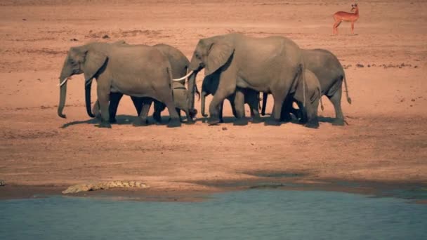 川岸に沿って移動する野生のアフリカゾウのグループの信じられないほどの閉鎖 — ストック動画