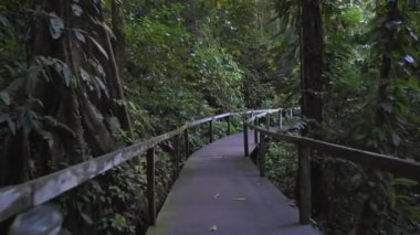 İnanılmaz yağmur ormanlarının yürüyen manzarası