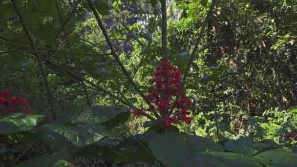 Verbazingwekkende Close Een Clerodendrum Paniculatum Plant — Stockvideo