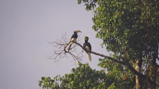 Incrível Closeup Dois Selvagem Oriental Pied Hornbills Masculino Feminino — Vídeo de Stock