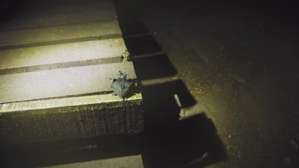 Primo Piano Incredibile Pipistrello Una Grotta — Video Stock