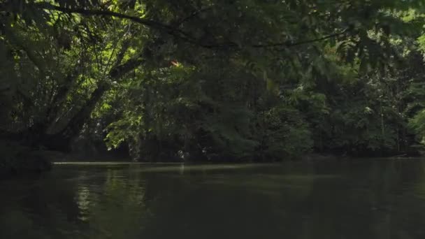 Prachtig Uitzicht Een Rivier Midden Het Regenwoud — Stockvideo