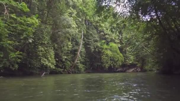 Niesamowity Widok Rzekę Środku Lasu Deszczowego — Wideo stockowe