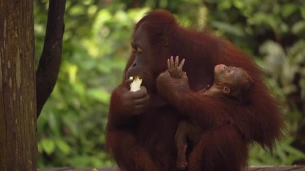 Orangutan Anne Yavrusunun Inanılmaz Yakın Çekimi — Stok video