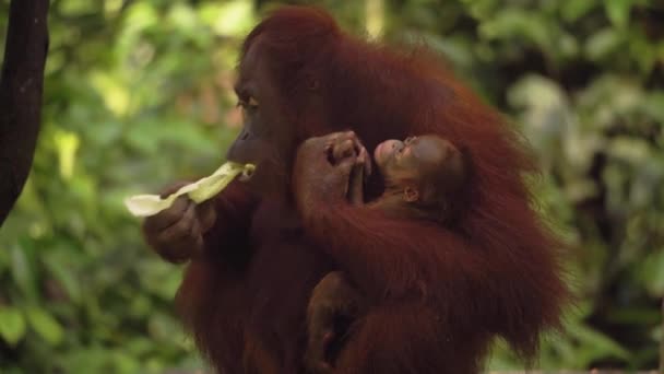 Erstaunliche Nahaufnahme Der Orang Utan Mutter Mit Dem Jungtier — Stockvideo