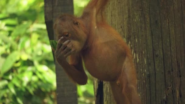 Incrível Closeup Orang Utan Filhote Comendo Frutas — Vídeo de Stock