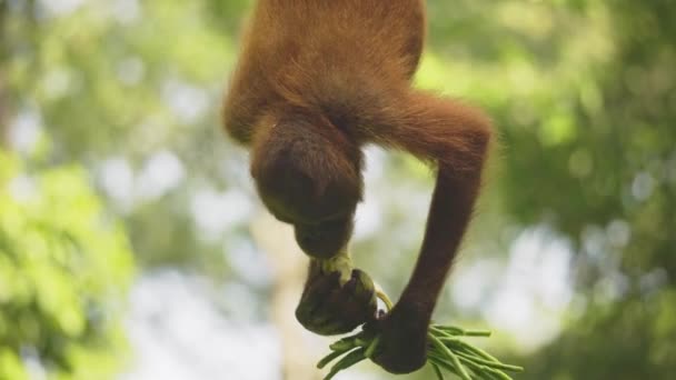 Niesamowite Zbliżenie Orangutan Cub Jedzenia Owoców — Wideo stockowe