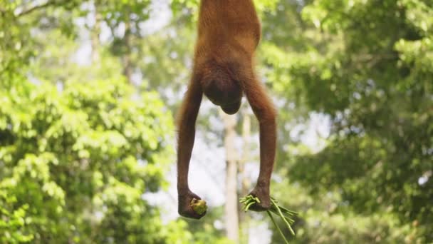 Increíble Primer Plano Cachorro Orangután Comiendo Frutas — Vídeo de stock