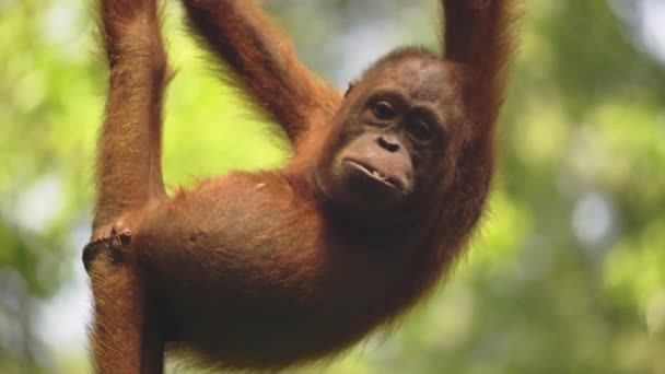 Meyve Yiyen Orangutan Yavrusunun Inanılmaz Yakın Çekimi — Stok video