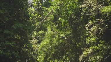 Yağmur ormanlarının ortasındaki şelalenin inanılmaz manzarası.