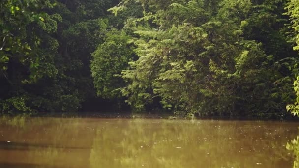 Vista Incrível Rio Meio Floresta Tropical — Vídeo de Stock