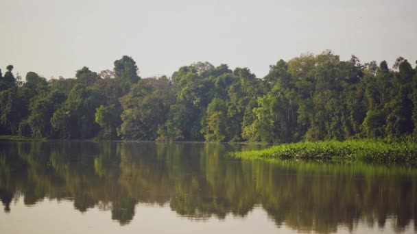 Incredibile Vista Fiume Nel Mezzo Della Foresta Pluviale — Video Stock
