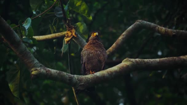 森林里的一棵树上 一只野生蛇鹰的尸体 — 图库视频影像