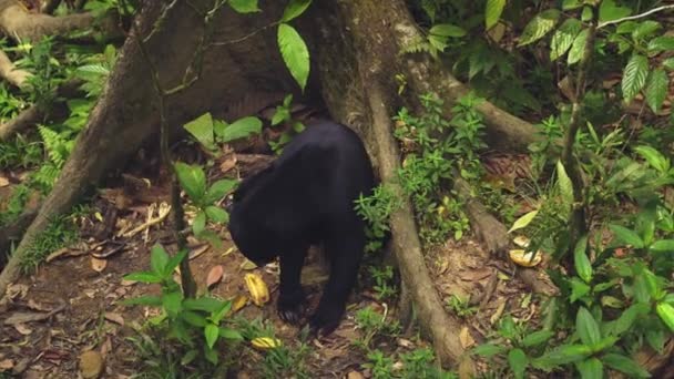 Niesamowite Zbliżenie Niedźwiedzia Słonecznego Lesie Deszczowym — Wideo stockowe