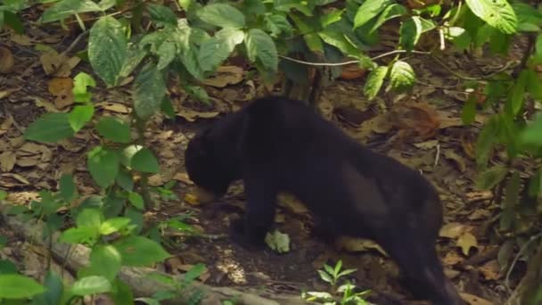 熱帯雨林の太陽クマの驚くべきクローズアップ — ストック動画