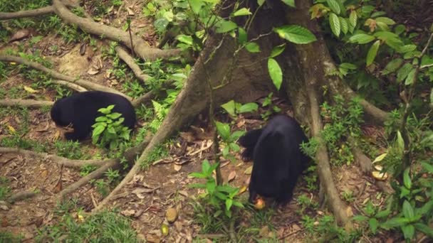 熱帯雨林で2つの太陽クマの驚くべきクローズアップ — ストック動画