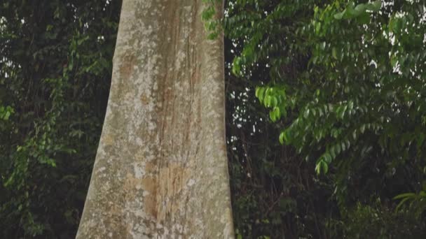 Unglaubliche Nahaufnahme Eines Koompassia Excelsa Baumes Einem Der Höchsten Bäume — Stockvideo