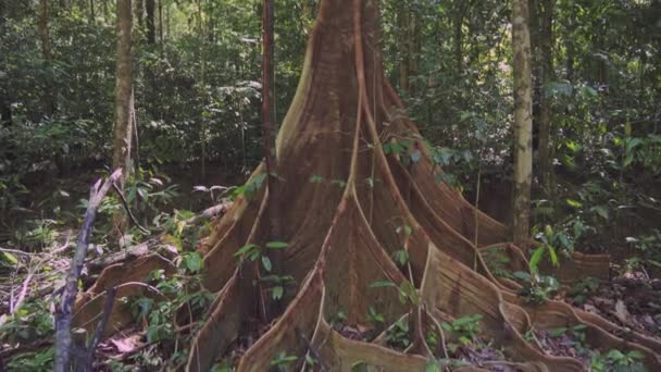 热带雨林里的树根树根的惊人的特写 — 图库视频影像