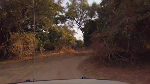 Widok Pokład 4X4 Wspaniałej Afrykańskiej Sawanny Klasyczne Afrykańskie Safari — Wideo stockowe