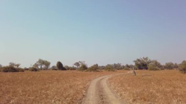 Muhteşem Afrika savanasının 4x4 'üne bakın. Klasik Afrika safarisi..