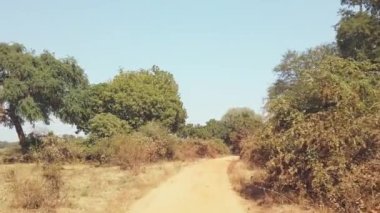 Muhteşem Afrika savanasının 4x4 'üne bakın. Klasik Afrika safarisi..