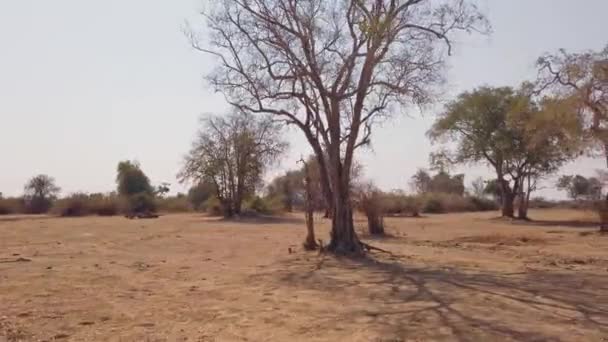 Вид Борт 4X4 Чудової Африканської Савани Класичне Африканське Сафарі — стокове відео