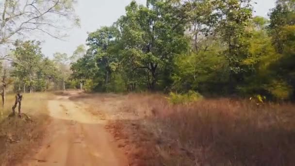 Вид 4X4 Одного Найкрасивіших Індійських Національних Парків Класичне Індійське Сафарі — стокове відео