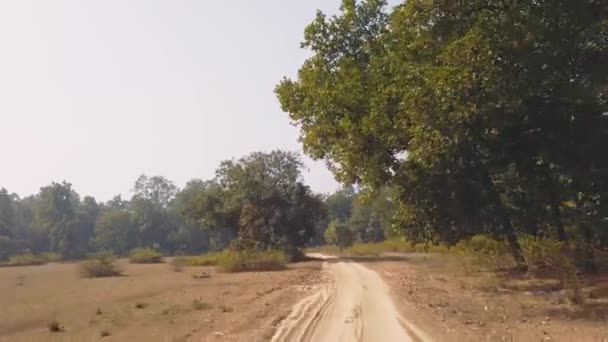 Vista 4X4 Uno Dei Più Bei Parchi Nazionali Indiani Classico — Video Stock