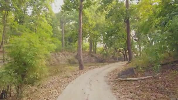 Hindistan Güzel Ulusal Parklarından Birinin 4X4 Lük Manzarası Kaplanları Nesli — Stok video
