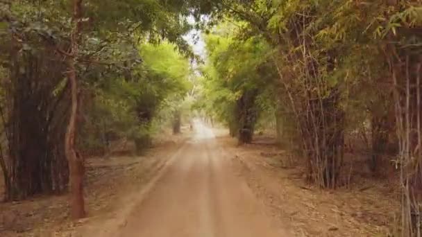 Widok 4X4 Jednego Najpiękniejszych Indyjskich Parków Narodowych Klasyczne Safari Indyjskie — Wideo stockowe